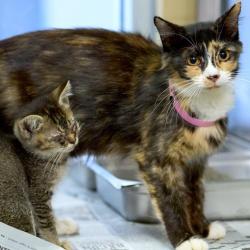 Shelter Stray Female Cat last seen , 2350 Appling City Cove, Memphis, TN 38133, USA