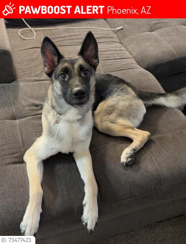 Lost Female Dog last seen N 16th st and east indianschool, Phoenix, AZ 85016