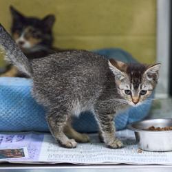 Shelter Stray Female Cat last seen , 2350 Appling City Cove, Memphis, TN 38133, USA
