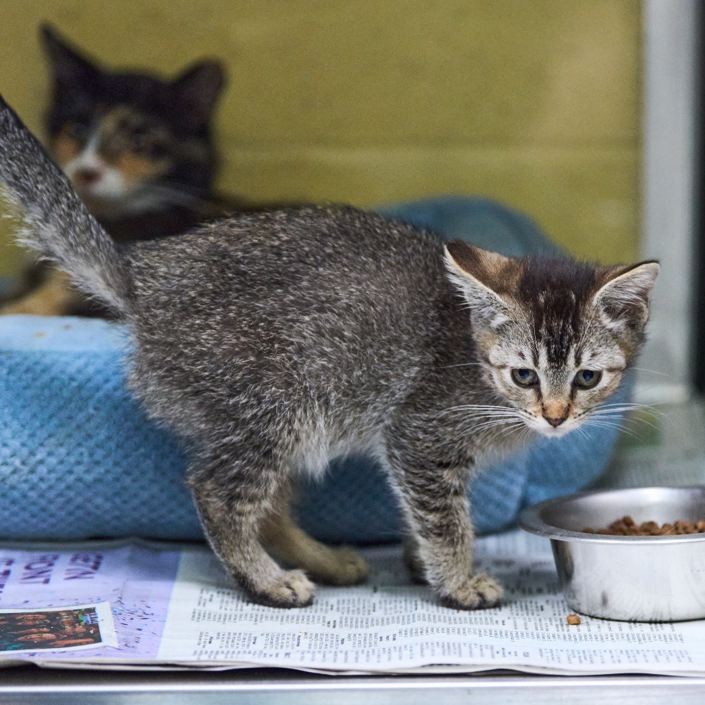 Shelter Stray Female Cat last seen , 2350 Appling City Cove, Memphis, TN 38133, USA