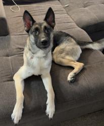 Lost Female Dog last seen N 16th st and east indianschool, Phoenix, AZ 85016