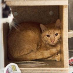 Shelter Stray Male Cat last seen , 2350 Appling City Cove, Memphis, TN 38133, USA
