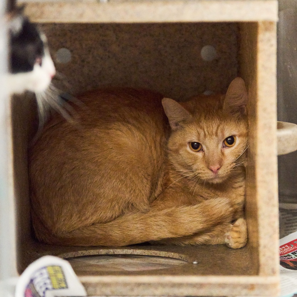 Shelter Stray Male Cat last seen , 2350 Appling City Cove, Memphis, TN 38133, USA