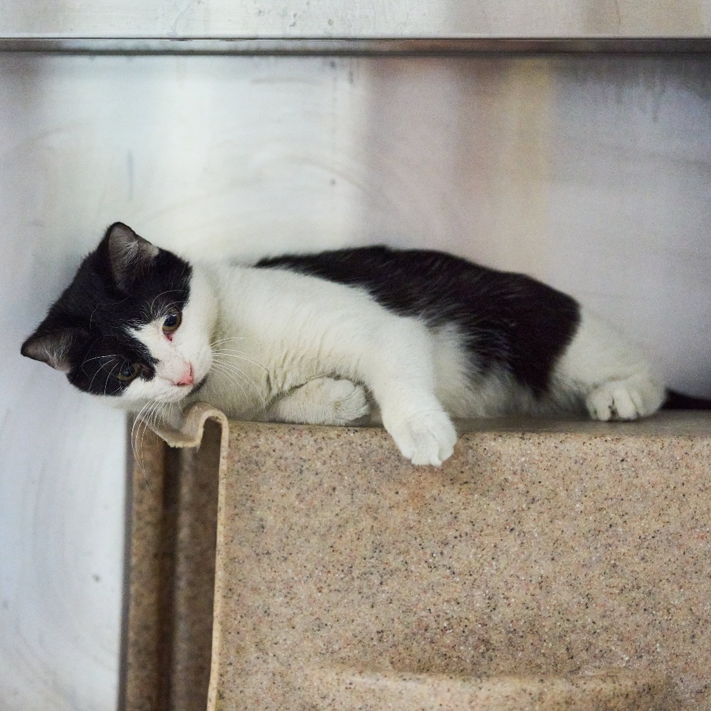 Shelter Stray Male Cat last seen , 2350 Appling City Cove, Memphis, TN 38133, USA