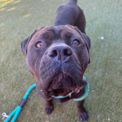 Shelter Stray Male Dog last seen , Animal Care & Control Team of Philly, 111 W Hunting Park Ave, Philadelphia, PA 19140, USA