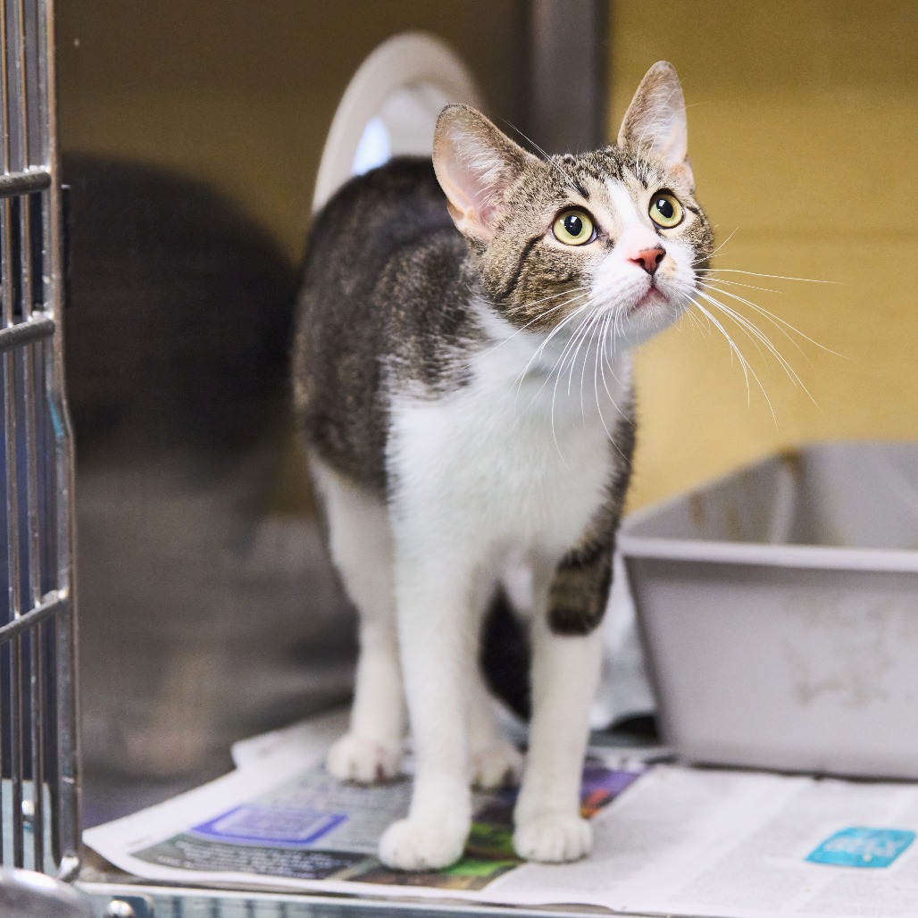 Shelter Stray Male Cat last seen , 2350 Appling City Cove, Memphis, TN 38133, USA