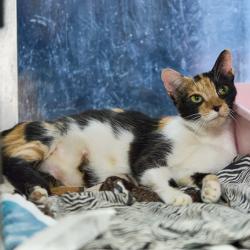 Shelter Stray Female Cat last seen , 2350 Appling City Cove, Memphis, TN 38133, USA