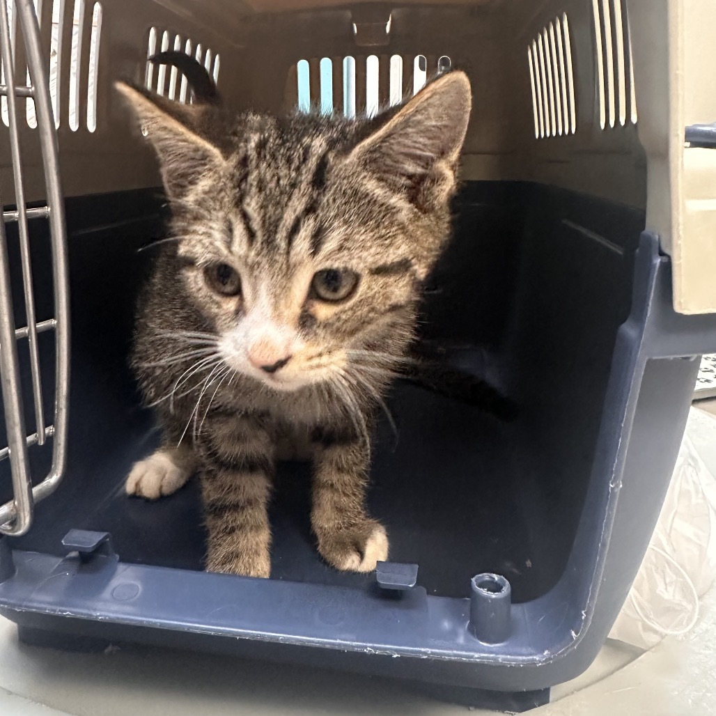 Shelter Stray Male Cat last seen , 1244 N Delsea Dr, Vineland, NJ 08360, USA