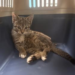 Shelter Stray Female Cat last seen , 1244 N Delsea Dr, Vineland, NJ 08360, USA