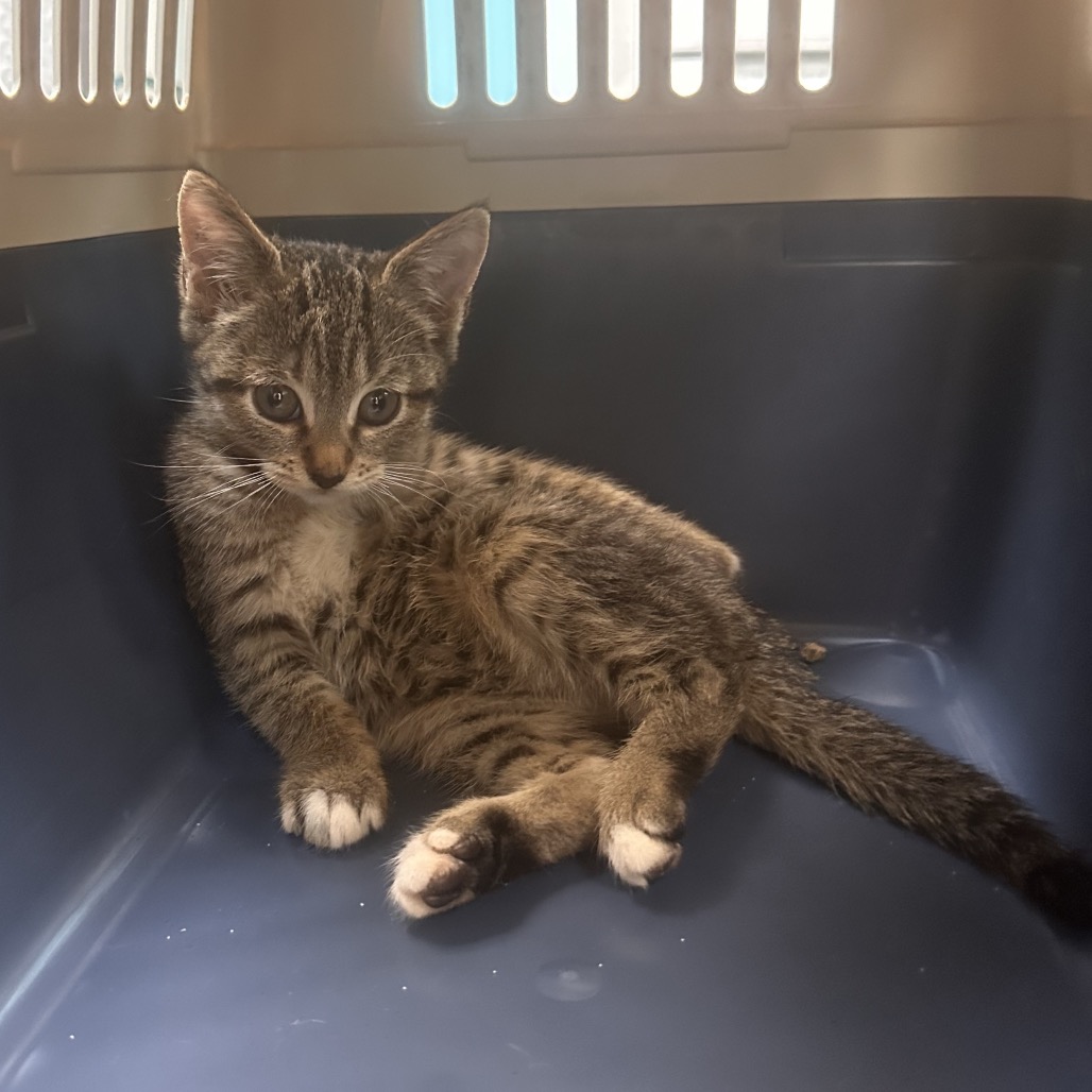 Shelter Stray Female Cat last seen , 1244 N Delsea Dr, Vineland, NJ 08360, USA