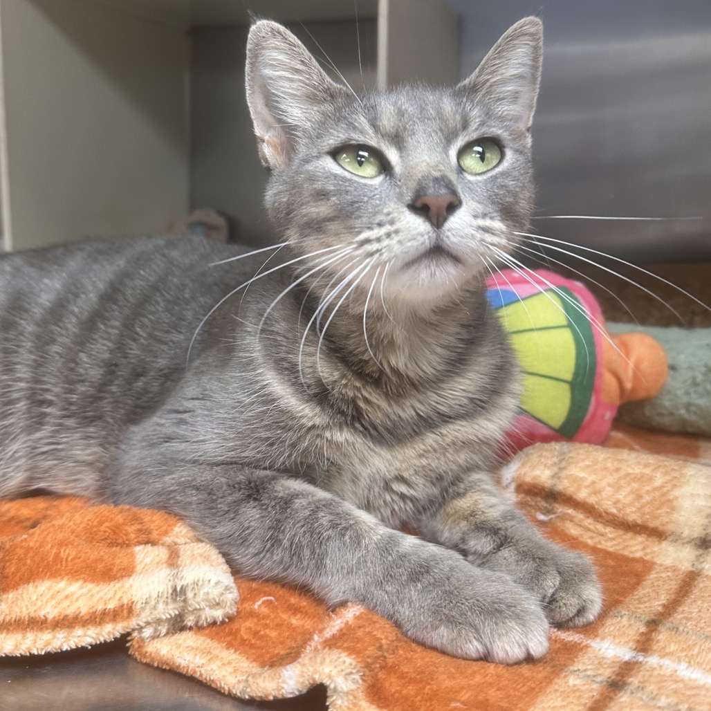 Shelter Stray Female Cat last seen , 1244 N Delsea Dr, Vineland, NJ 08360, USA