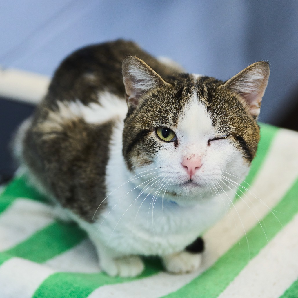 Shelter Stray Male Cat last seen , 2350 Appling City Cove, Memphis, TN 38133, USA