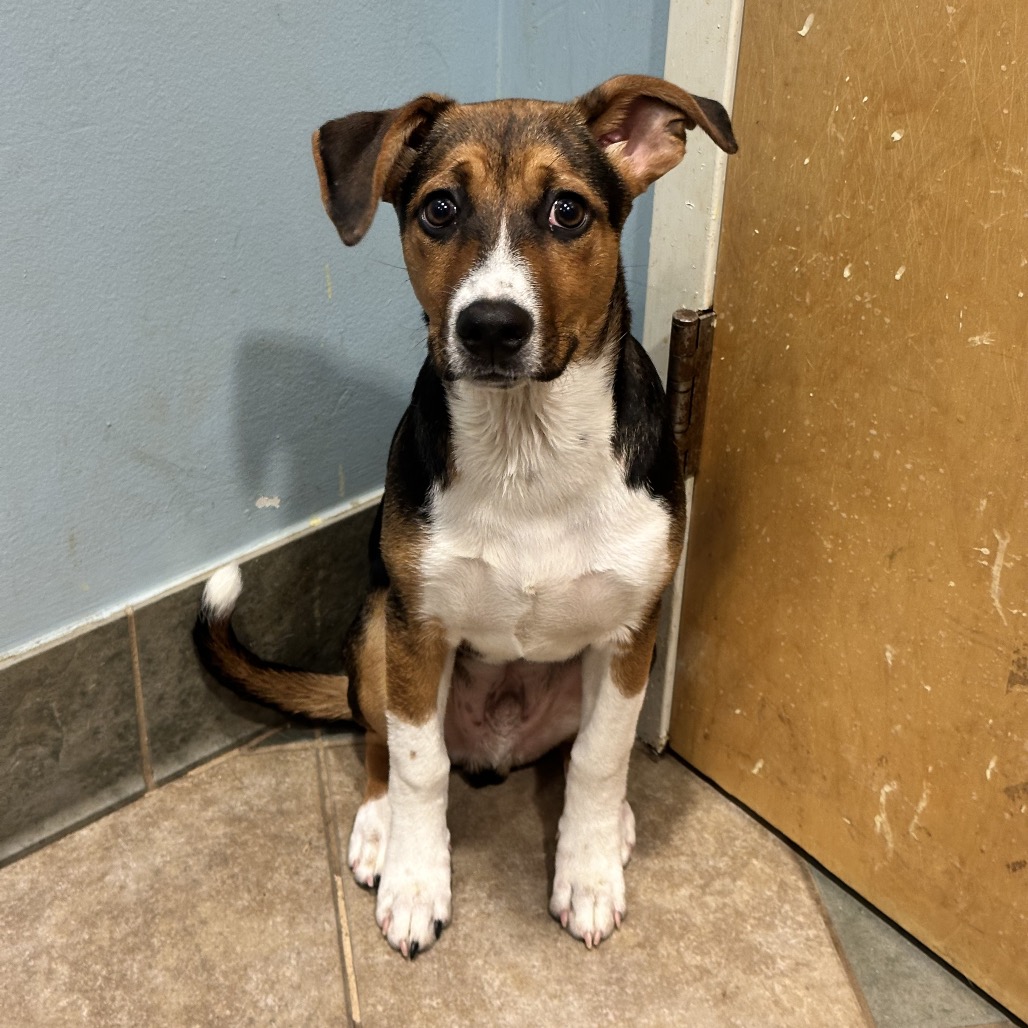 Shelter Stray Male Dog last seen , 4500 N Access Rd, Chattanooga, TN 37415, USA