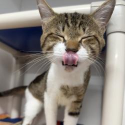 Shelter Stray Male Cat last seen , 3607 N Armenia Ave, Tampa, FL 33607, USA