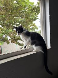 Lost Female Cat last seen Yearling st, Lakewood, CA 90712