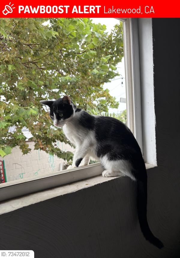Lost Female Cat last seen Yearling st, Lakewood, CA 90712