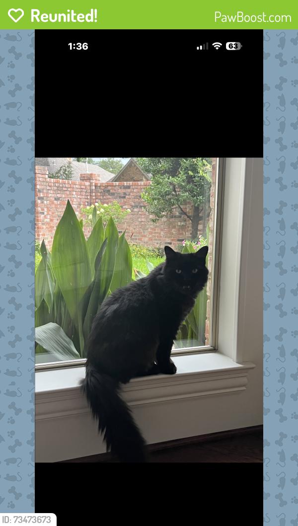 Reunited Male Cat last seen Lane park Dr /Lane Park Ct. Off ParkLn between Hillcrest and Boedeker, Dallas, TX 75225