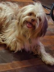 Found/Stray Male Dog last seen Theo ave, San Antonio, TX 78225