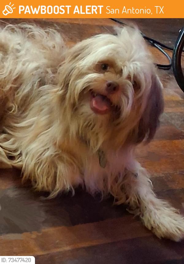 Found/Stray Male Dog last seen Theo ave, San Antonio, TX 78225