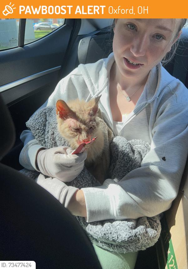 Found/Stray Male Cat last seen S College St, Oxford, OH 45056
