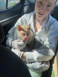 Found/Stray Male Cat last seen S College St, Oxford, OH 45056