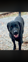 Reunited Male Dog last seen Half Moon Road, New Bern, NC 28560
