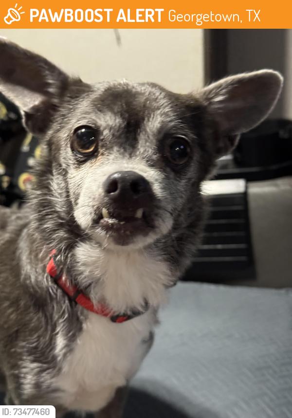 Found/Stray Female Dog last seen CR 289, Georgetown, TX 78633