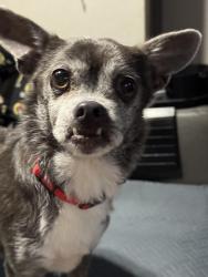 Found/Stray Female Dog last seen CR 289, Georgetown, TX 78633