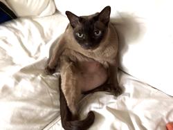 Lost Male Cat last seen Baribeau and Columbia Ave, Brunswick, ME 04011