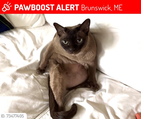 Lost Male Cat last seen Baribeau and Columbia Ave, Brunswick, ME 04011