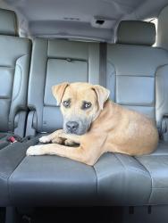 Reunited Female Dog last seen Stop A Minit Hwy 20 - Bessie Rd, Piedmont, SC 29673