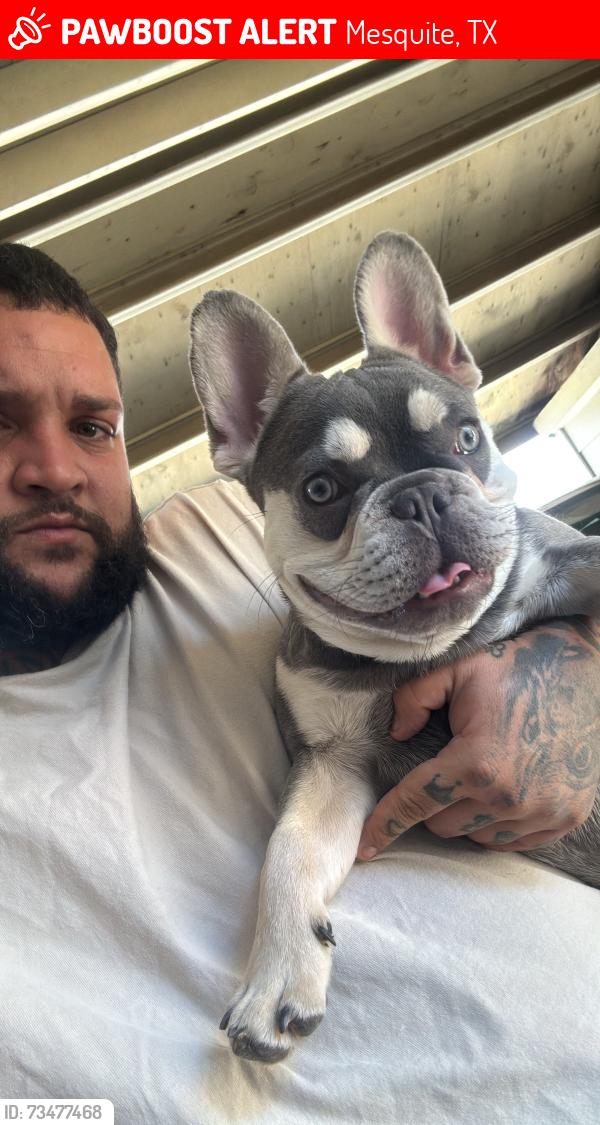 Lost Male Dog last seen Norwest, Mesquite, TX 75150