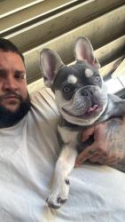 Lost Male Dog last seen Norwest, Mesquite, TX 75150