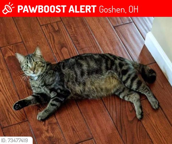 Lost Male Cat last seen St. Rt. 131 & Cedarville Rd, Goshen, OH 45122