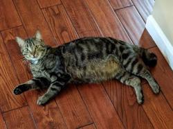 Lost Male Cat last seen St. Rt. 131 & Cedarville Rd, Goshen, OH 45122