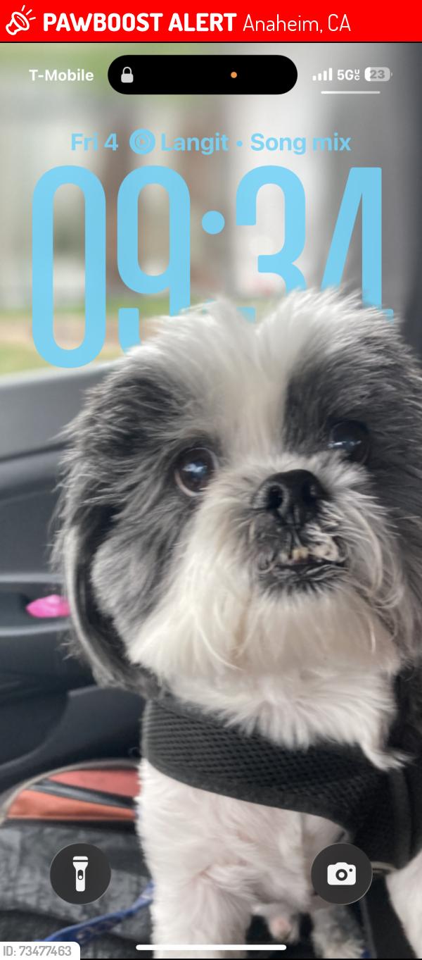 Lost Male Dog last seen By Disneyland, Anaheim, CA 92808