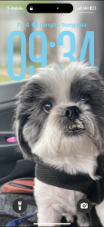 Lost Male Dog last seen By Disneyland, Anaheim, CA 92808