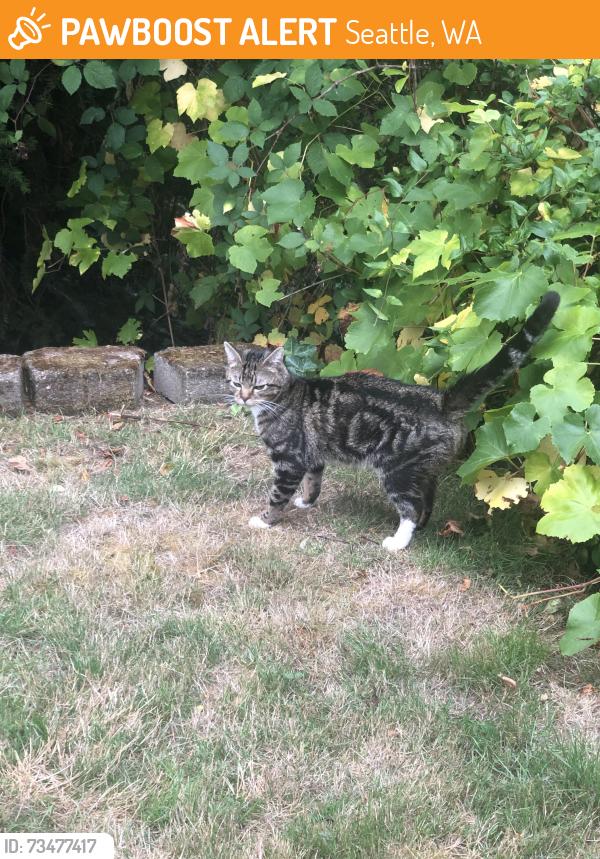Found/Stray Unknown Cat last seen Middle of 37th ave sw, between sw Brandon and sw Findlay, Seattle, WA 98126
