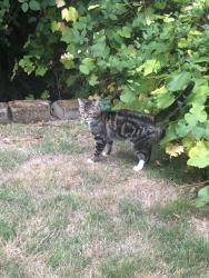 Found/Stray Unknown Cat last seen Middle of 37th ave sw, between sw Brandon and sw Findlay, Seattle, WA 98126