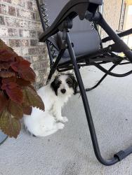 Found/Stray Male Dog last seen Lake tree blvd spring lake, Spring Lake, NC 28390