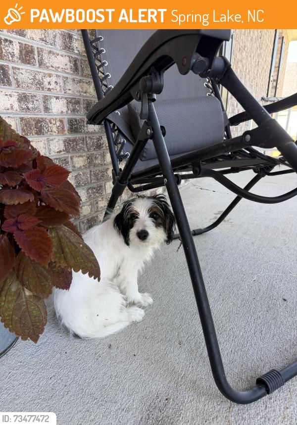 Found/Stray Male Dog last seen Lake tree blvd spring lake, Spring Lake, NC 28390