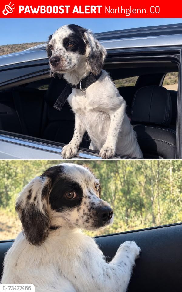 Lost Female Dog last seen Afuera de la ubicación donde se perdió, pueden contactar, Northglenn, CO 80234