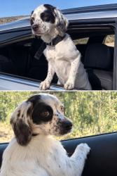 Lost Female Dog last seen Afuera de la ubicación donde se perdió, pueden contactar, Northglenn, CO 80234