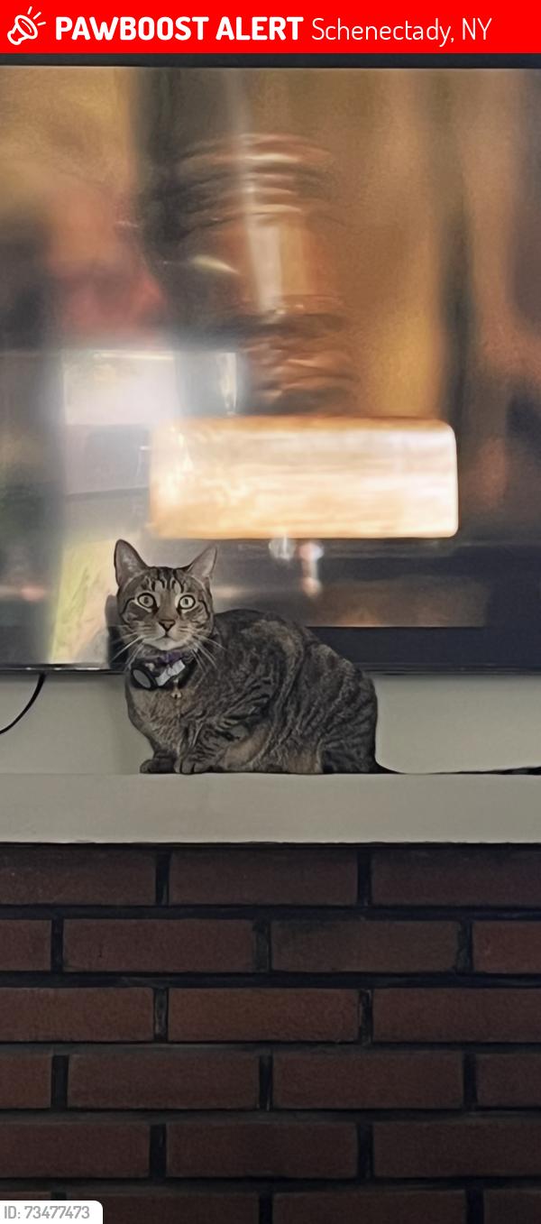Lost Male Cat last seen Veer, Schenectady, NY 12306