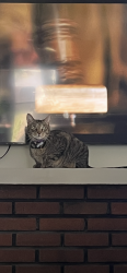 Lost Male Cat last seen Veer, Schenectady, NY 12306