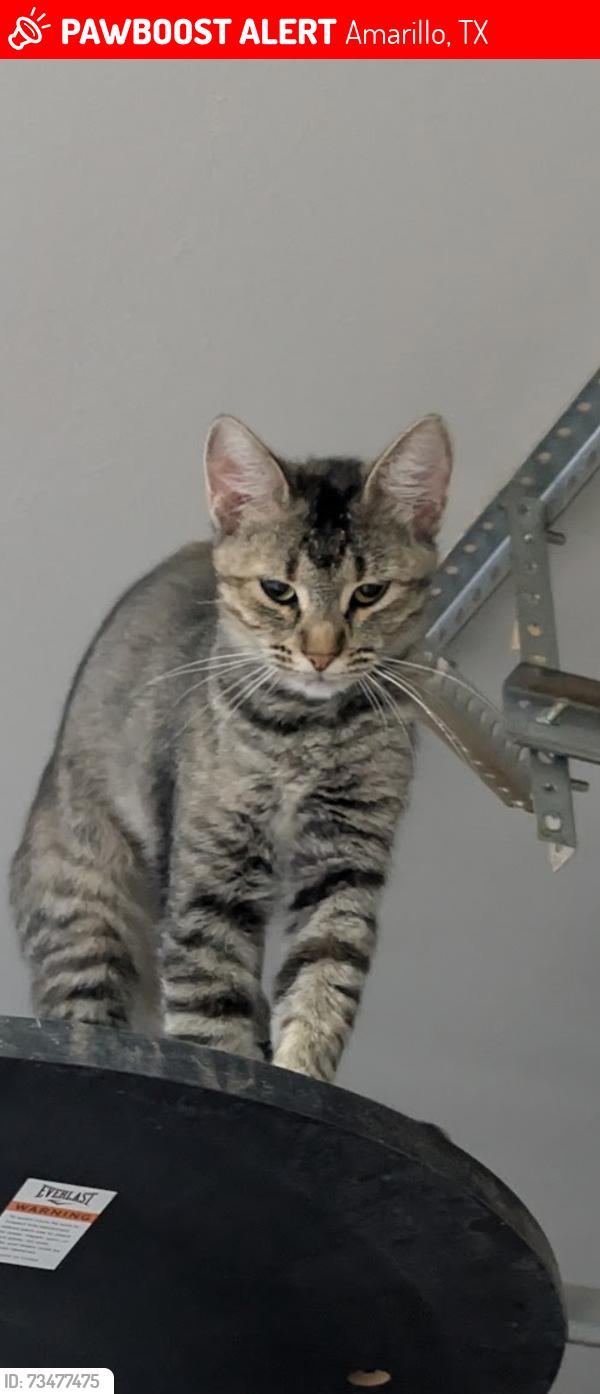 Lost Female Cat last seen 2219/2590, Amarillo, TX 79119