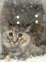 Shelter Stray Female Cat last seen Near S Pheasant View Dr, Layton, UT 84041, USA, 1422 E 600 N, Fruit Heights, UT 84037, USA