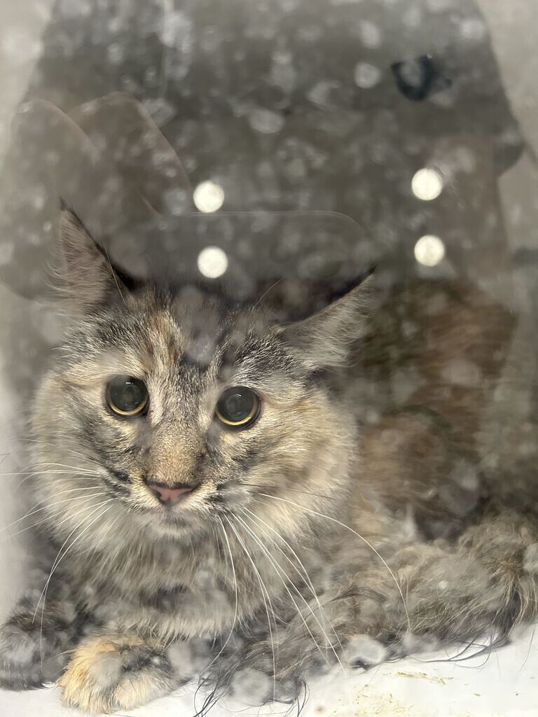 Shelter Stray Female Cat last seen Near S Pheasant View Dr, Layton, UT 84041, USA, 1422 E 600 N, Fruit Heights, UT 84037, USA