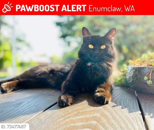 Lost Female Cat last seen 416th between 212th & 196th near Westwood Elementary School, Enumclaw, WA 98022