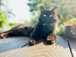 Lost Female Cat last seen 416th between 212th & 196th near Westwood Elementary School, Enumclaw, WA 98022